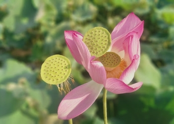 不只是修圖 App， 10+1 款手機上百玩不膩的創意相機推薦！