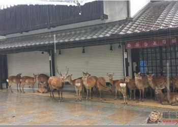 20150716日本推特精選　小鹿躲起來的樣子好可愛！