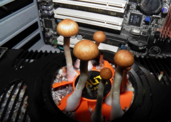 顯示卡竟然長出蘑菇!  網友分享一個月沒開機的電腦照片