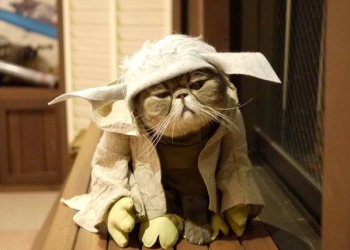 萌翻天！當喵星人原力覺醒，直叫貓奴生死相許 - 電腦王阿達