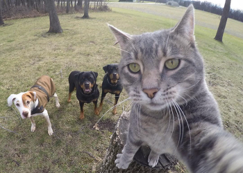 連貓都比你還會自拍了，你還不會自拍嗎？