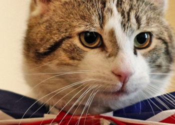 喵星人全面攻佔！繼日本和歌山站長小玉之後，英國外交部正式聘用貓員工！ - 電腦王阿達