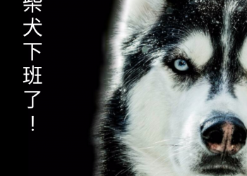 夯到翻的柴犬別用了　回文圖生產器作者：柴犬圖觸犯他人版權