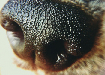 超便利的微距鏡頭 EASY-MACRO ，只要連接手鏡頭就可以輕鬆使用。 - 電腦王阿達