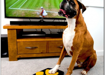 搶電視對手又加一，寵物食品廠商開發狗狗專用遙控器 - 電腦王阿達