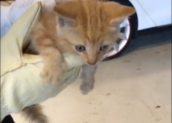 貓咪誤闖電動車，技師從 Tesla Model X 後保桿中救出受驚貓咪