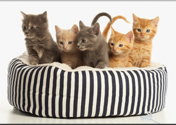 阿貓阿狗怕噪音？國外製片人推出專為 貓狗 打造的影片，用來舒緩緊張神經