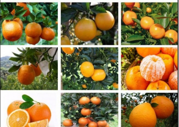 人類 驗證九宮格產生器 　用更方便的工具來惡搞圖片驗證 - 電腦王阿達