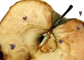 小心果蠅偷看 Webcam，惡意程式 Fruitfly 潛伏 Mac 電腦近十年