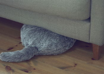 Qoobo 貓尾機器人，用輕掃的尾巴撫慰每顆不能養寵物的心