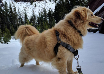 Google Photo 面部辨識進化，毛小孩也認得出來