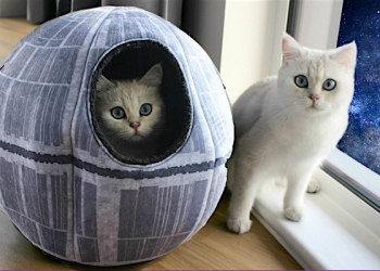 喵星人的那顆「星」， 《星際大戰》 死星寵物床 開始預購