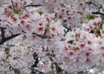 出發前到「 お天気☆JAPAN 」查一查，去日本賞櫻不怕掃興