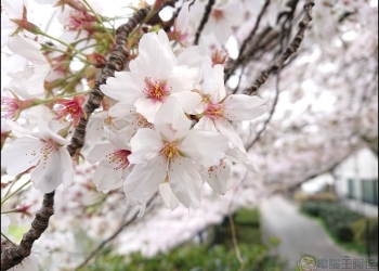 櫻花的美 Sony Xperia XZ2 抓的住！2018 東京賞春櫻集錦 - 電腦王阿達