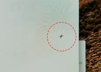 國外使用者發現 iMac 出現「Bug」：蜘蛛卡在螢幕與玻璃間的縫隙中