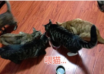 一個機器人加上AI趕貓結果最後變成剷屎官的故事