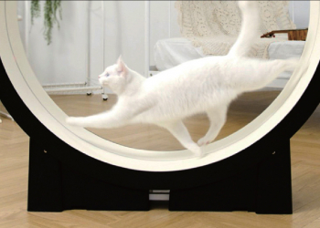 The Little Cat 貓咪跑步機 ，為家中的喵星人啟動瘦身計劃吧！