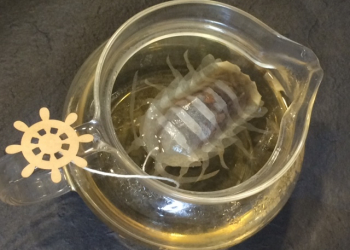 王蟲茶包降世，泡一杯給老闆或另一半吧，沒人可以阻止日本人了嗎?