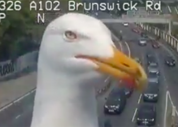 帥氣「 鷗爸 」亂入倫敦交通監視器 ，一夕爆紅成破 200 萬觀看網紅