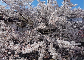 HUAWEI P30 Pro 京都大阪賞櫻隨手拍 - 電腦王阿達