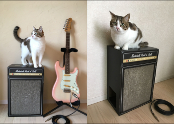 （可愛慎入） 日本推出的電吉他音箱抓貓板 ，讓喵星人也能在家當 Rocker