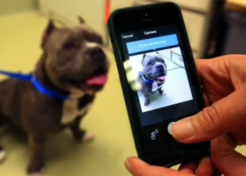 中國廠商 Megvii 開發以 AI 識別鼻子協尋失蹤小狗