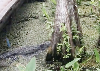 旅客 將手機失手砸到鱷魚身旁 …（這時候只要笑就好了）