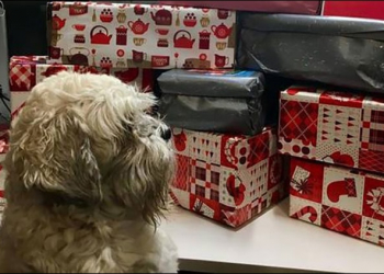 遭誤會虐狗而被告的特斯拉車主，靠著 Dog Mode 證明清白獲得不起訴 - 電腦王阿達