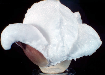 來看爆米花在 3 萬 fps 超級慢動作影片中的「 爆花 」瞬間