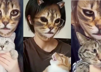 當你家的貓看到你變成貓臉，主子表示：嚇死我老人家了