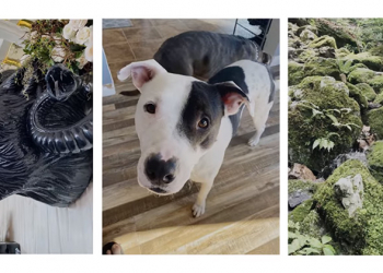 Facebook 將開放單鏡頭手機以內建功能拍攝 3D 照片