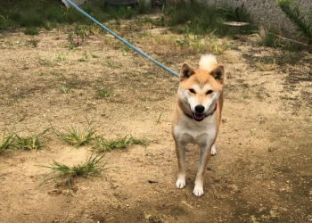 拍出來的愛犬照看起來太假，日網友 Po 圖慘遭網友惡搞 - 電腦王阿達