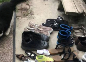 美國怪盜貓 Jordan 太愛收集鄰居的鞋子，飼主乾脆為牠推出 Facebook 社團來聯絡遺失鞋子的苦主 - 電腦王阿達