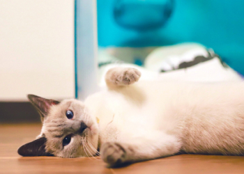 日本網友 DIY 將 Apple iMac G3 改造為貓星人的家