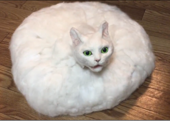 掃地機器人抬頭對你「喵」　日網友腦洞大開推出各種詭異「人工貓」 - 電腦王阿達