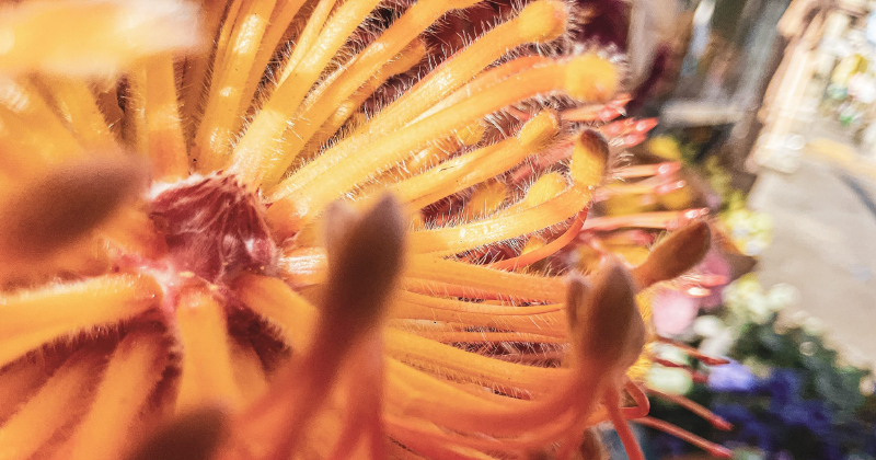 iPad Pro 擁有的隱藏強大「微距拍攝」能力意外被發現？！2021 和 2020 版同樣具備！