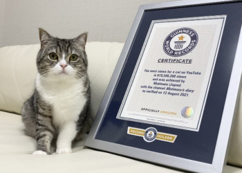 全球貓界最強 YouTuber！頻道觀看數累積 6.19 億次得到金氏世界紀錄認證