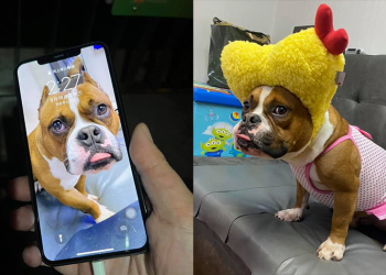 釣客釣到 iPhone ，手機泡 2 個月安然無恙，透過愛犬的桌布尋找到失主