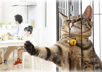 日本網友在 Amazon 發現有人因偷上酒店被老婆發現，慘遭關進貓籠 20小時