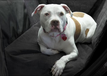 Tesla 推出車用寵物坐墊，搭配寵物模式提供家中毛小孩最安心的乘車體驗 - 電腦王阿達