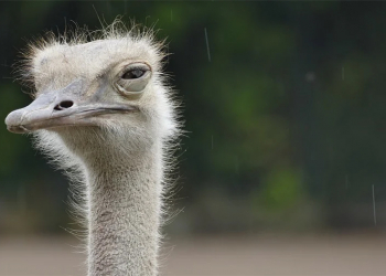 鴕鳥立大功！日本科學家開發出遇到 COVID-19 病毒會發亮的口罩