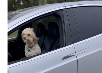 居然會有獨自讓狗狗開 Tesla 上路這種事？Autopilot 嚴重濫用問題無極限…（影片）