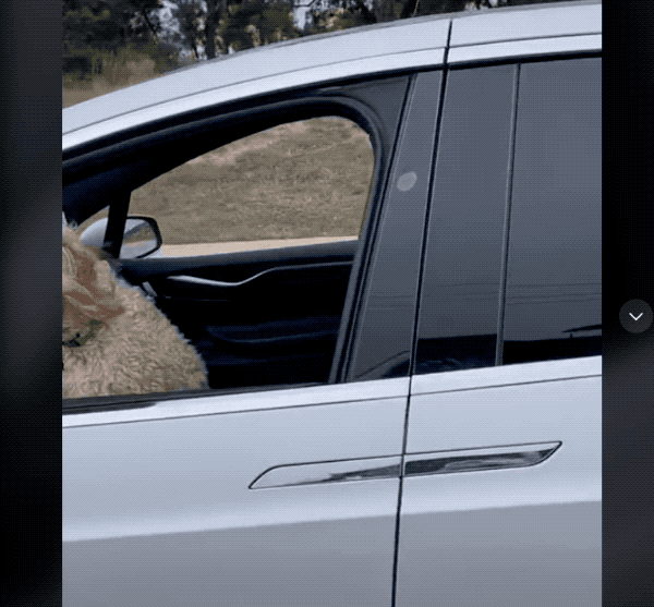 居然會有獨自讓狗狗開 Tesla 上路這種事？Autopilot 嚴重濫用問題無極限...（影片） - 電腦王阿達
