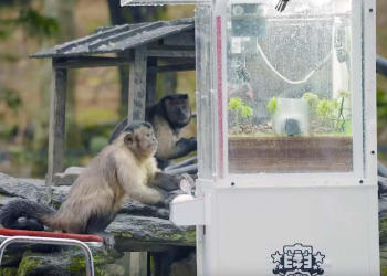 日本長崎 Bio Park 生態動物園成功讓一群猴子學會怎麼玩夾娃娃機
