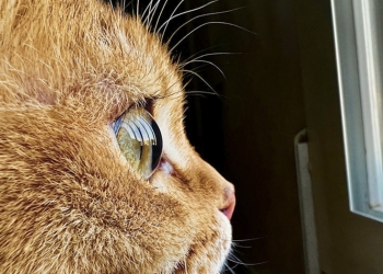 新年「微距」挑戰 Shot on iPhone Challenge 又來了，快看看拍攝秘訣吧！