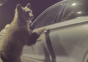 Tesla 哨兵模式拍到可愛熊熊，但牠居然在開隔壁車的門…