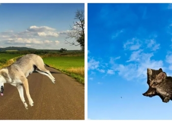 臺東縣動物收容中心製作一系列去背、加上情境背景的毛小孩認養照，網友表示：笑死XD