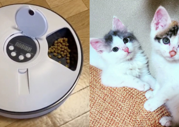 日本推出音樂伴奏的寵物自動餵食機，宣稱可能靠音樂引誘家中毛小孩