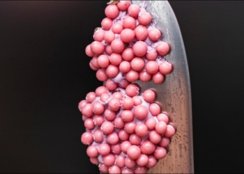 日星巴克新甜點賣相嚇人，與福壽螺卵有七八分像卻非常美味