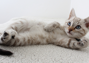 CatGPT AI 聊天機器人